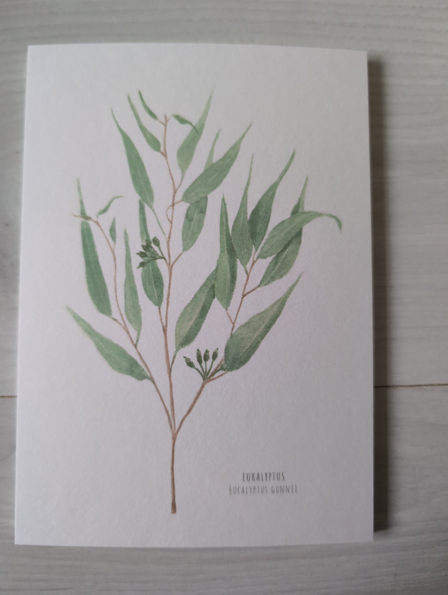 Postkarte "Eucalyptus Gunnii"